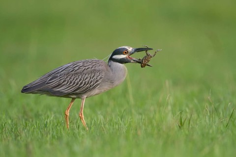 A Yellow-crowned Night Heron trying to eat a frog at Kitty Hollow County Park, Texas