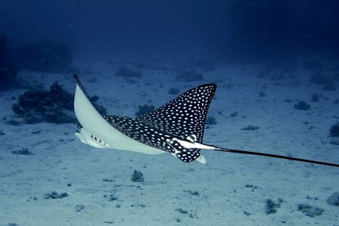 Spotted eagle ray (Aetobatus ocellatus Aetobatus narinari)