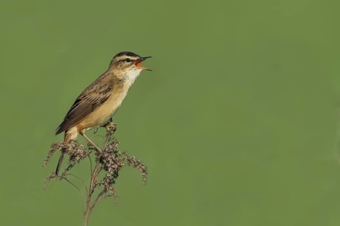 Schilfrohrsänger (Acrocephalus schoenobaenus) Sedge Warbler
