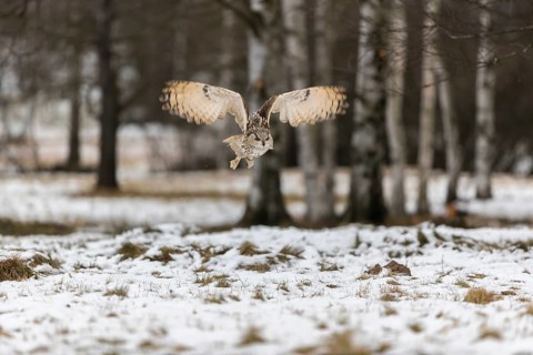 One Siberian Eagle Owl (Bubo bubo sibiricus) flying over a snowy meadow at the edge of a a forest