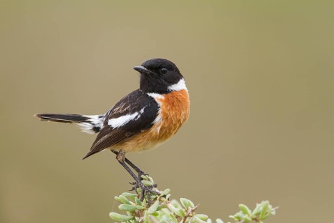 European Stonechat - Schwarzkehlchen - Saxicola torqatus ssp. rubicola, Morocco, adult male