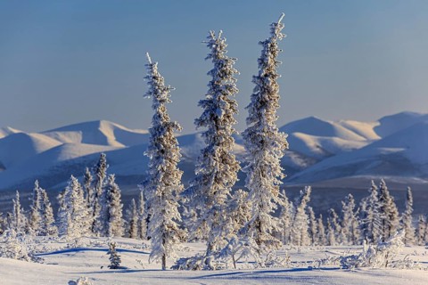 Snow-covered conifers, snow, cold, mountain landscape, winter, morning mood, Dempster Highway,