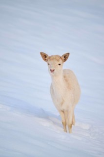 European fallow deer (Dama dama) doe fawn on a snowy meadow in the mountains in tirol, Kitzbühel,