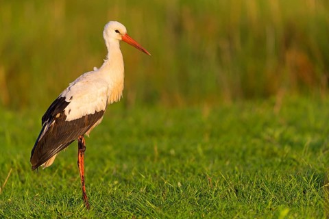 White stork (Ciconia ciconia), animals, birds, stork family, biotope, habitat, foraging, stork, Der