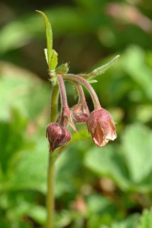 Water avens (Geum rivale), medicinal plant, medicinal use