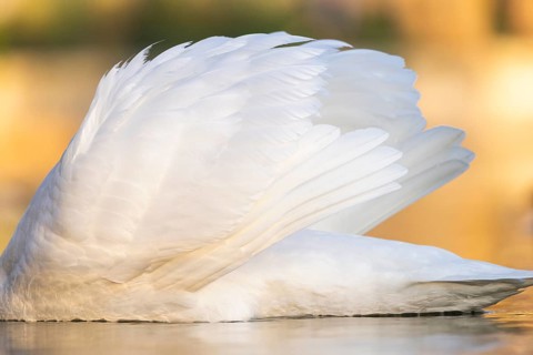 Mute swan (Cygnus olor) swimming on a lake, Bavaria, Germany