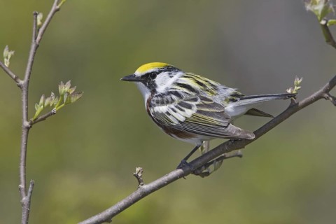 Chestnut-sided Warbler (Setophaga pensylvanica), Ontario, Canada