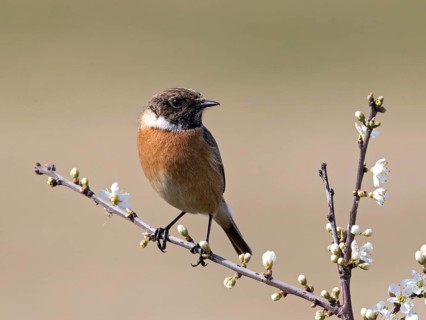 European Stonechat (Saxicola rubicola) male, United Kingdom