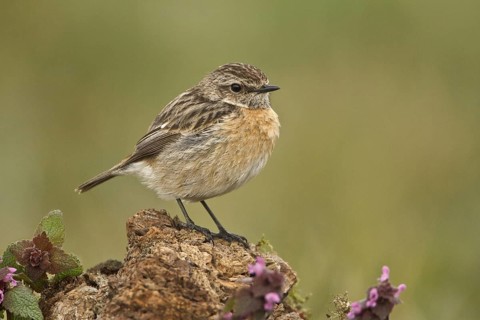 European Stonechat (Saxicola rubicola) female, Rhineland-Palatinate, Germany
