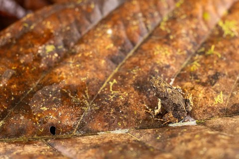 Dart frog (Diasporus diastema), frogs (Rana), Costa Rica