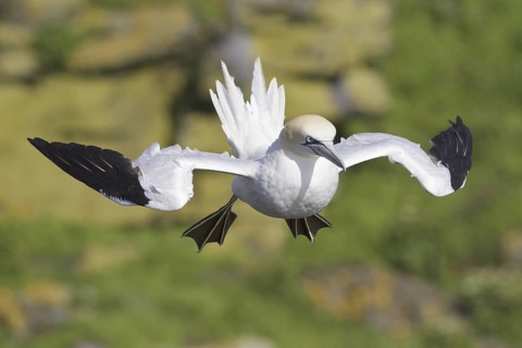 Northern Gannet (Morus bassanus) flying, Newfoundland, Canada