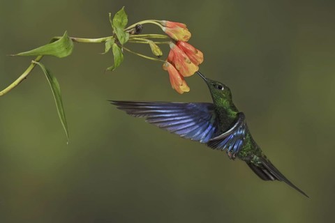 Great Sapphirewing (Pterophanes cyanopterus) male flying and feeding at a flower, Ecuador