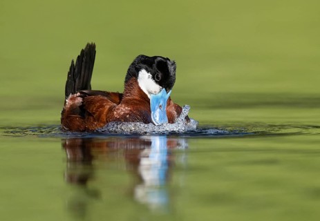 Ruddy Duck (Oxyura jamaicensis) male, British Columbia, Canada