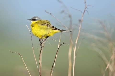 Yellow wagtail (Motacilla flava), male sits singing on a thin blade of grass, singing station, Lake