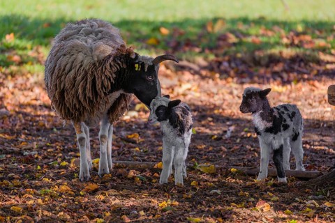 A female Jacob sheep (Ovis ammon F. aries) with two lambs stands in a meadow on fallen leaves and