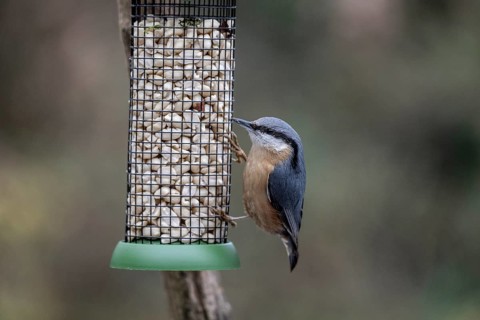 Nuthatch (Sitta europaea) at the feeder, Emsland, Lower Saxony, Germany