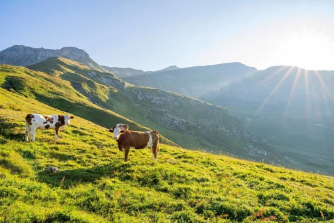 Cattle (Bos taurus) at sunrise in the Mountains at Hochalpenstraße, Pinzgau, Salzburg, Austria