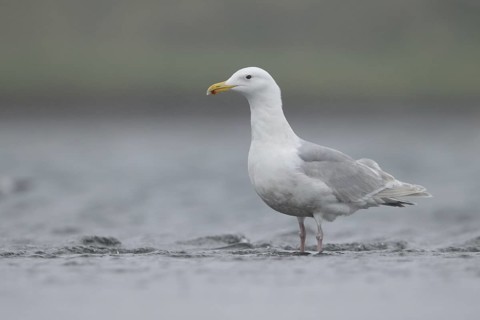Glaucous-winged Gull (Larus glaucescens), Alaska, USA