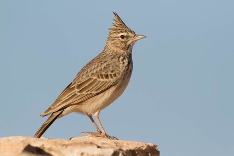 Thekla Lark (Galerida theklae), Morocco