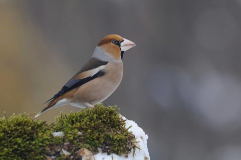 Hawfinch (Coccothraustes coccothraustes), Lower Saxony, Germany