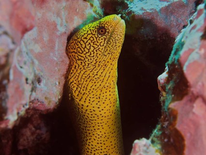 Golden-tailed moray eel (Gymnothorax miliaris)