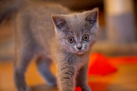 Close-up of a twelve-week-old BKH kitten (British Shorthair)