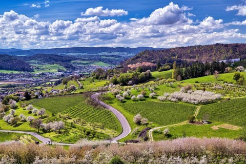 Cherry trees in bloom in a hilly landscape, Sissach, Canton Basel-Landschaft, Switzerland