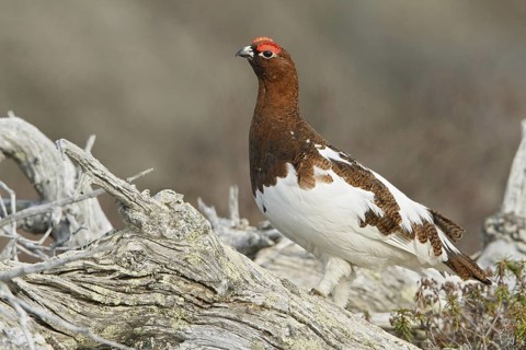 Willow Ptarmigan (Lagopus lagopus), Manitoba, Canada