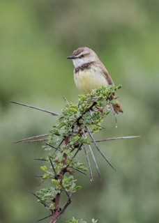 Black-chested Prinia (Prinia flavicans) perched on a thorny branch, Namibia