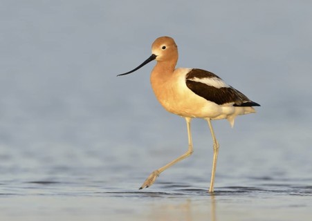 American Avocet (Recurvirostra americana), Texas, USA