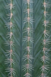 Detail of columnar cactus (pachycereus pringlei), Botanical Garden, Erlangen, Middle Franconia,