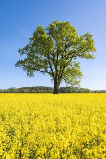 English oak (Quercus robur), solitary standing next to a flowering rape (Brassica napus), blue sky,