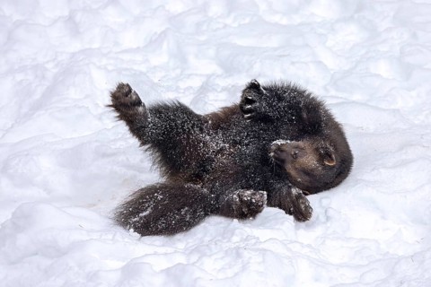 Wolverine, glutton, carcajou (Gulo gulo) rubbing its back in the snow in winter, native to