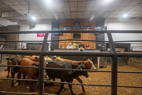 Oklahoma City, Oklahoma, Cattle are auctioned at the Oklahoma National Stockyards. Since it was