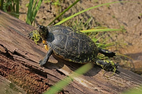 Ornate tortoise (Trachemys scripta elegans)