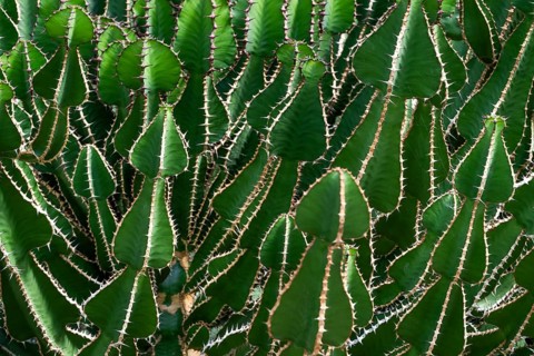 Euphorbia, Princess of Wales Conservatory, Royal Botanic Gardens (Kew Gardens), UNESCO World