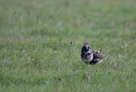 Ruff (Philomachus pugnax) in a meadow, Texel, North Holland, Netherlands