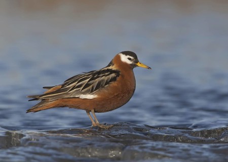 Red Phalarope (Phalaropus fulicarius) female, Alaska, USA