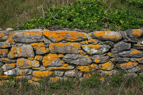 Pors Poulhan, Brittany, France - Picturesque dry stone wall on the GR36 coastal hiking trail