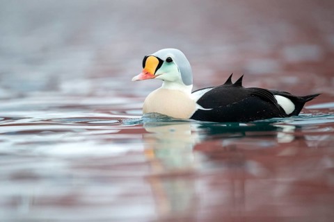 King Eider (Somateria spectabilis) male, Norway