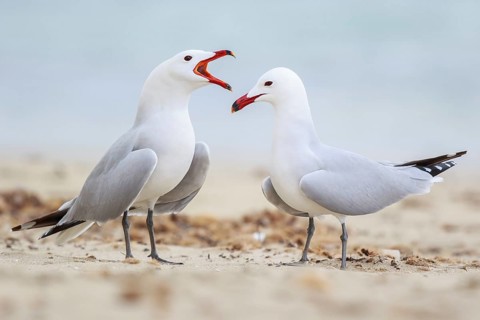 Audouin's Gull (Ichthyaetus audouinii) pair, Mallorca, Spain