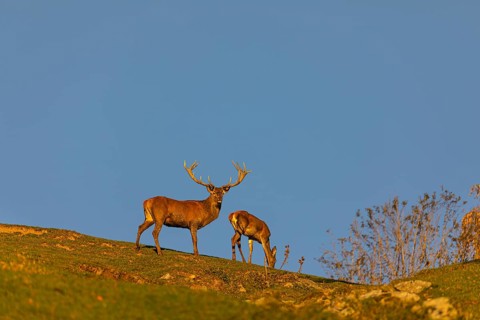 One Red Deer stag (Cervus elaphus) standing on a hill crest, calling. Late light with a blue sky