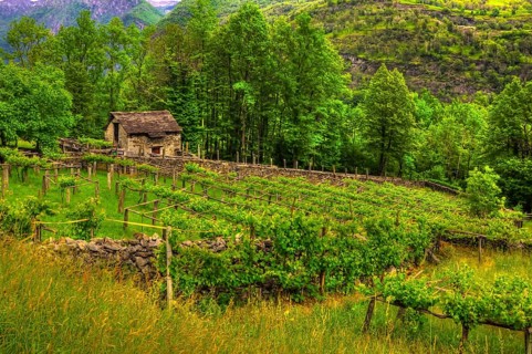 Old Vineyard with a Rustic hut in the Mountain Valley with Trees in Valle Maggia, Ticino,