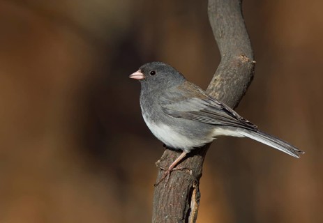 Dark-eyed Junco (Slate-colored)