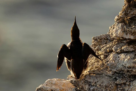 Common Murre (Uria aalge), Gotland, Sweden