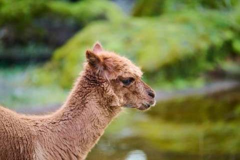 Llama (Lama glama) juvenile, portrait, Bavaria, Germany