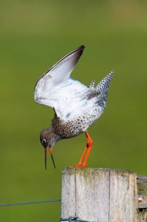 Common redshank (Tringa totanus), adult, calling, on fence post, open bill, Dümmerniederung,