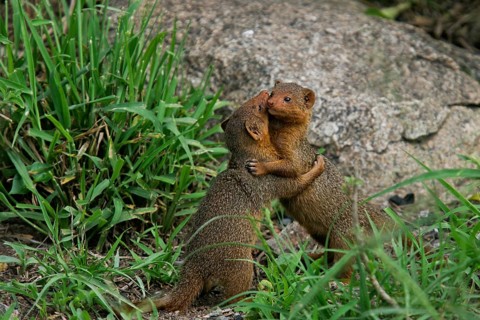 Dwarf Mongoose (Helogale parvula) two play fighting and hugging, Serengeti, Tanzania