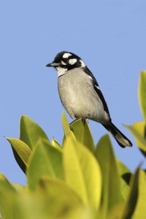 White-eared Monarch (Carterornis leucotis), Queensland, Australia
