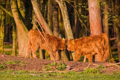 Two Highland calves (Bos primigenius) taurus) stand at a forest edge